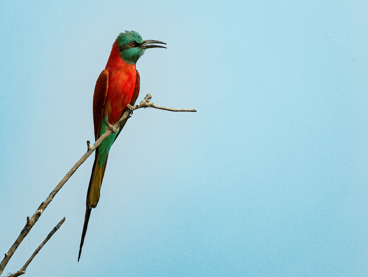 Northern Carmine Bee-eater - ML618373325