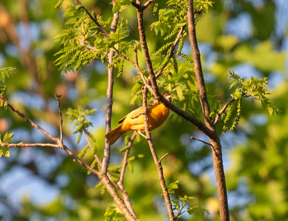 Baltimore Oriole - Clive Harris