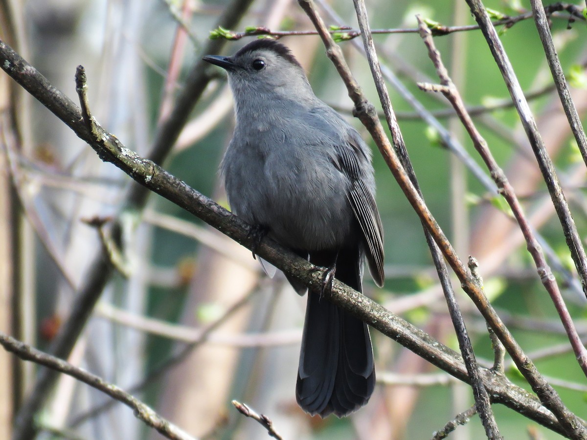 Gray Catbird - ML618373328