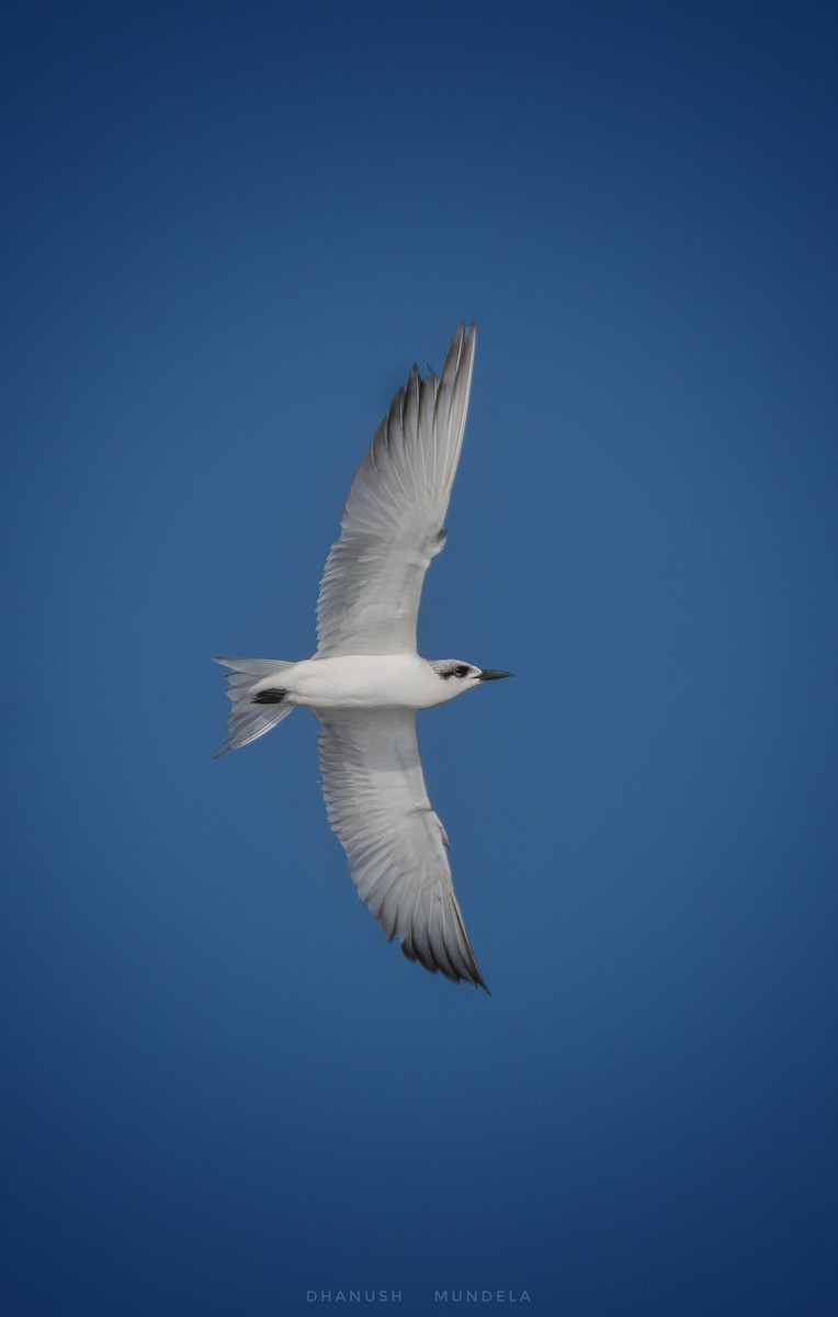 Gull-billed Tern - ML618373332