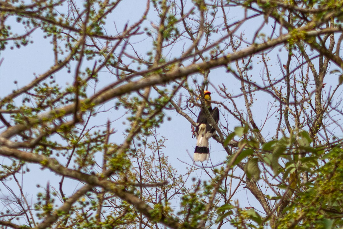 Great Hornbill - Mark Maddock