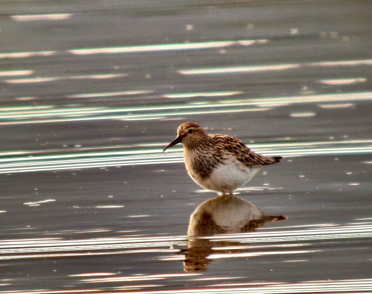 Pectoral Sandpiper - Detlef Buettner