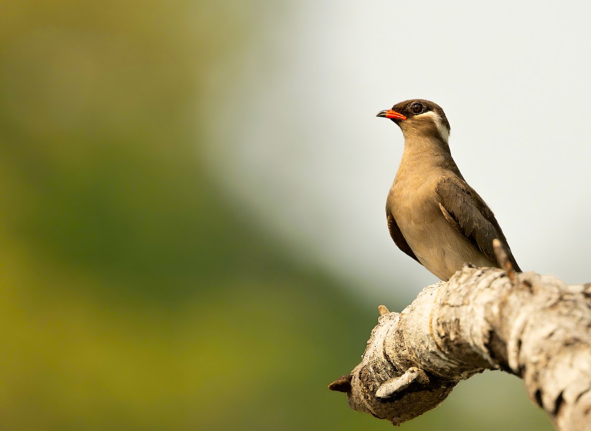 Rock Pratincole - ML618373420