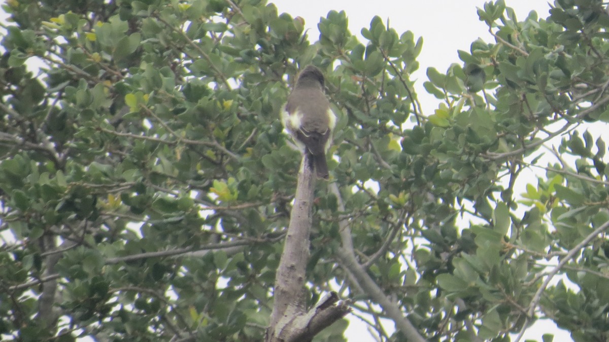 Olive-sided Flycatcher - Pat Heirs