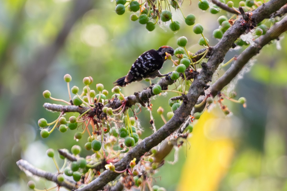 Gray-capped Pygmy Woodpecker - ML618373433