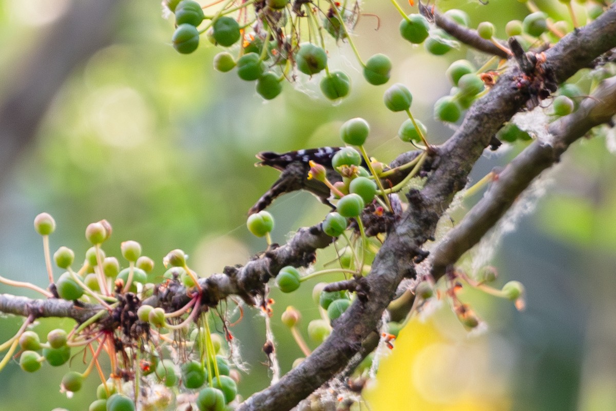 Gray-capped Pygmy Woodpecker - ML618373434