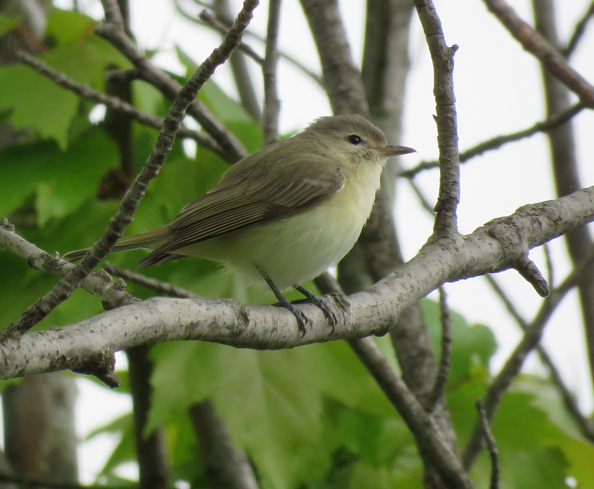 Warbling Vireo - Anonymous