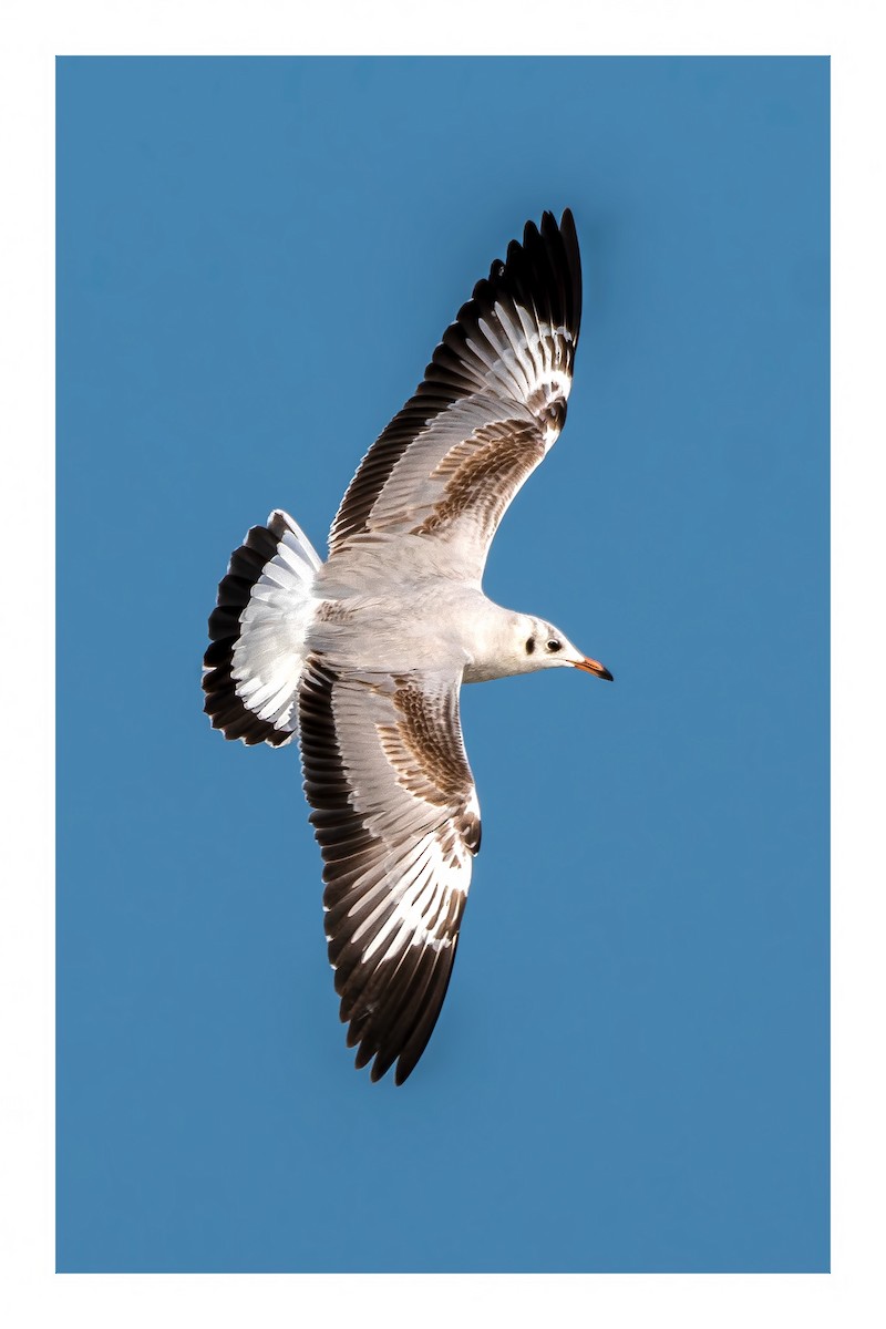Brown-headed Gull - ML618373441