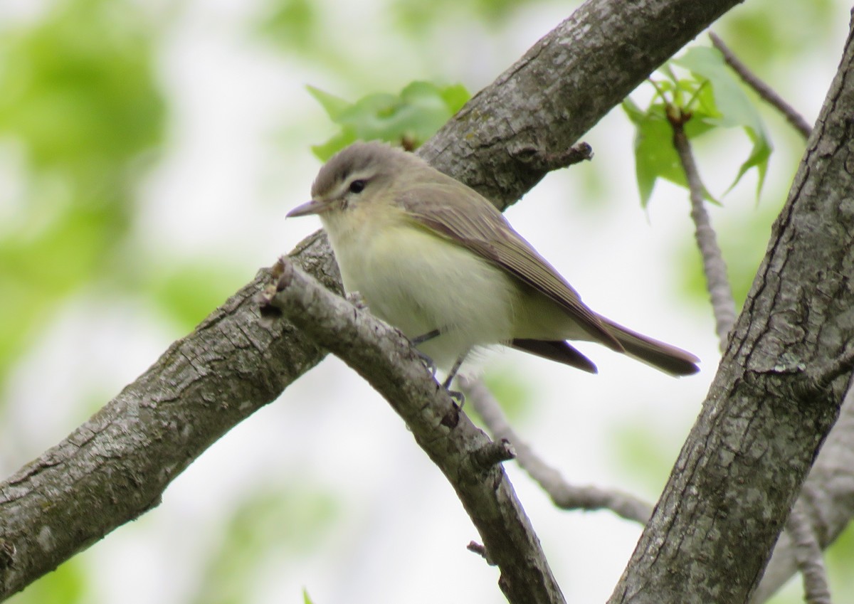 Warbling Vireo - Anonymous