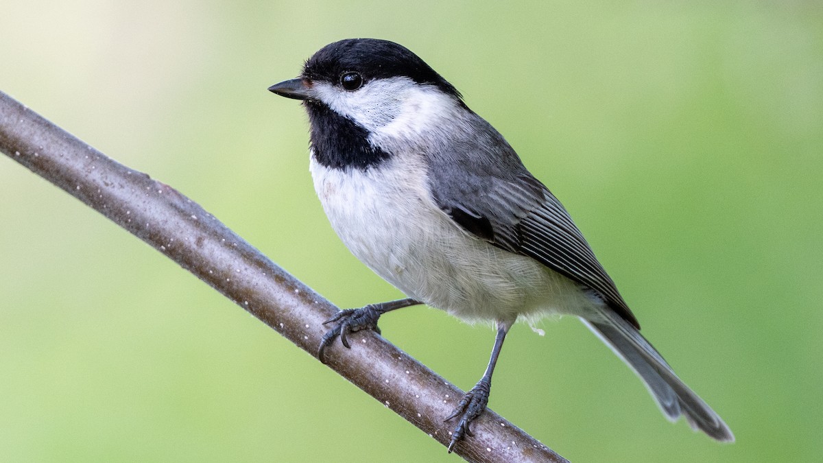 Carolina Chickadee - ML618373449