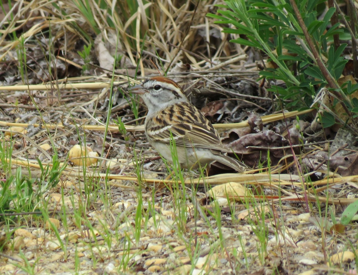 Chipping Sparrow - Anonymous