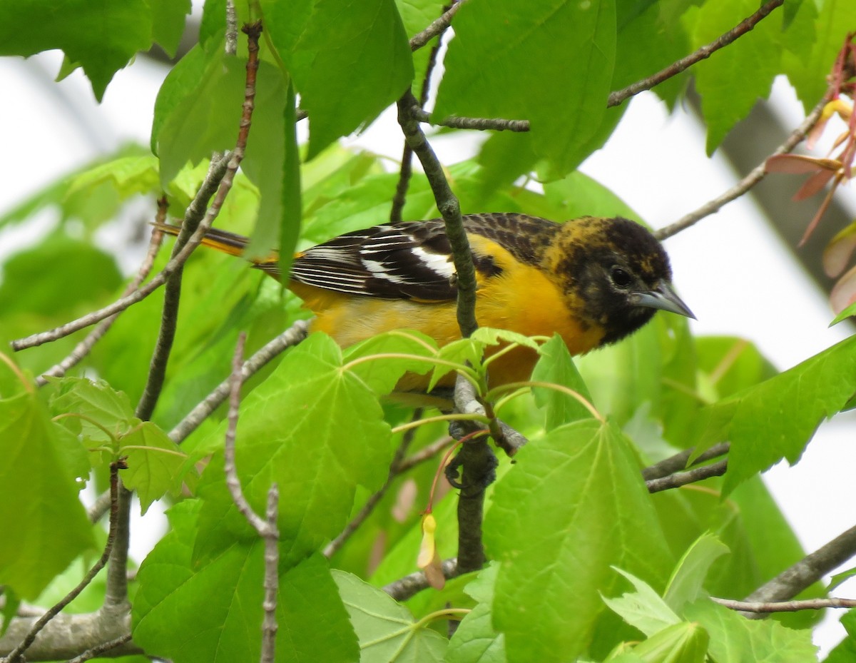 Baltimore Oriole - Anonymous