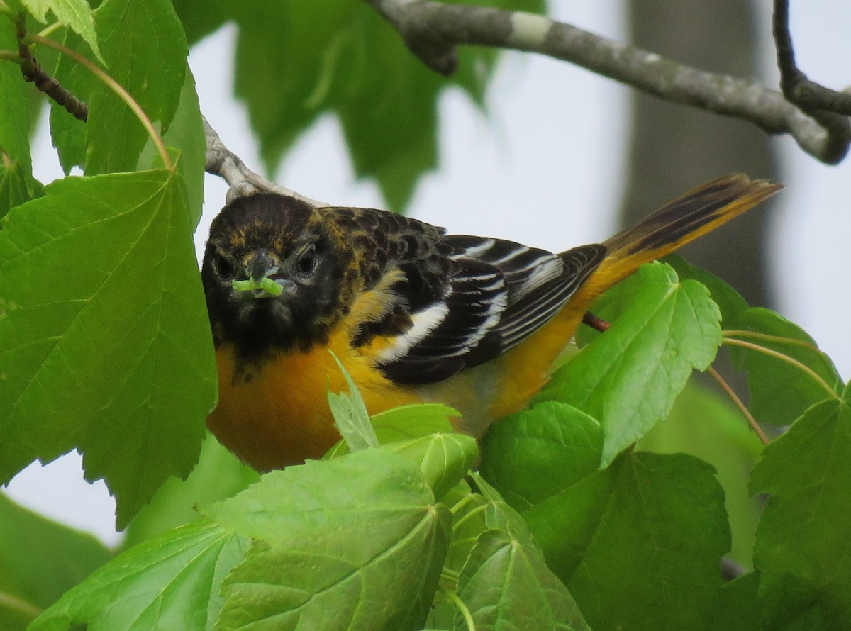 Baltimore Oriole - ML618373475