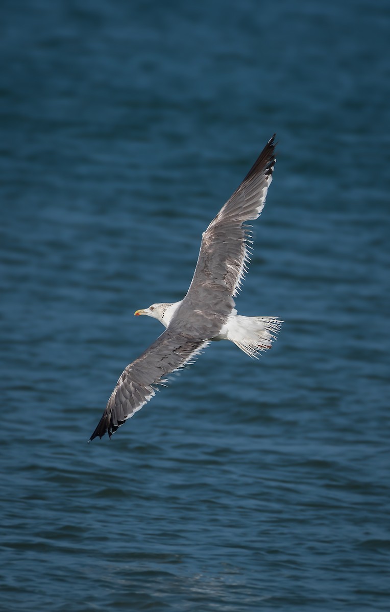 Lesser Black-backed Gull - Dhanush vichu