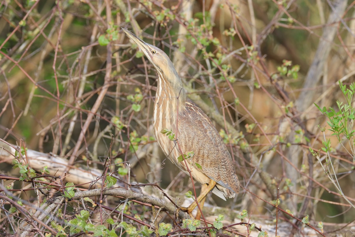 American Bittern - Ryan Andrew