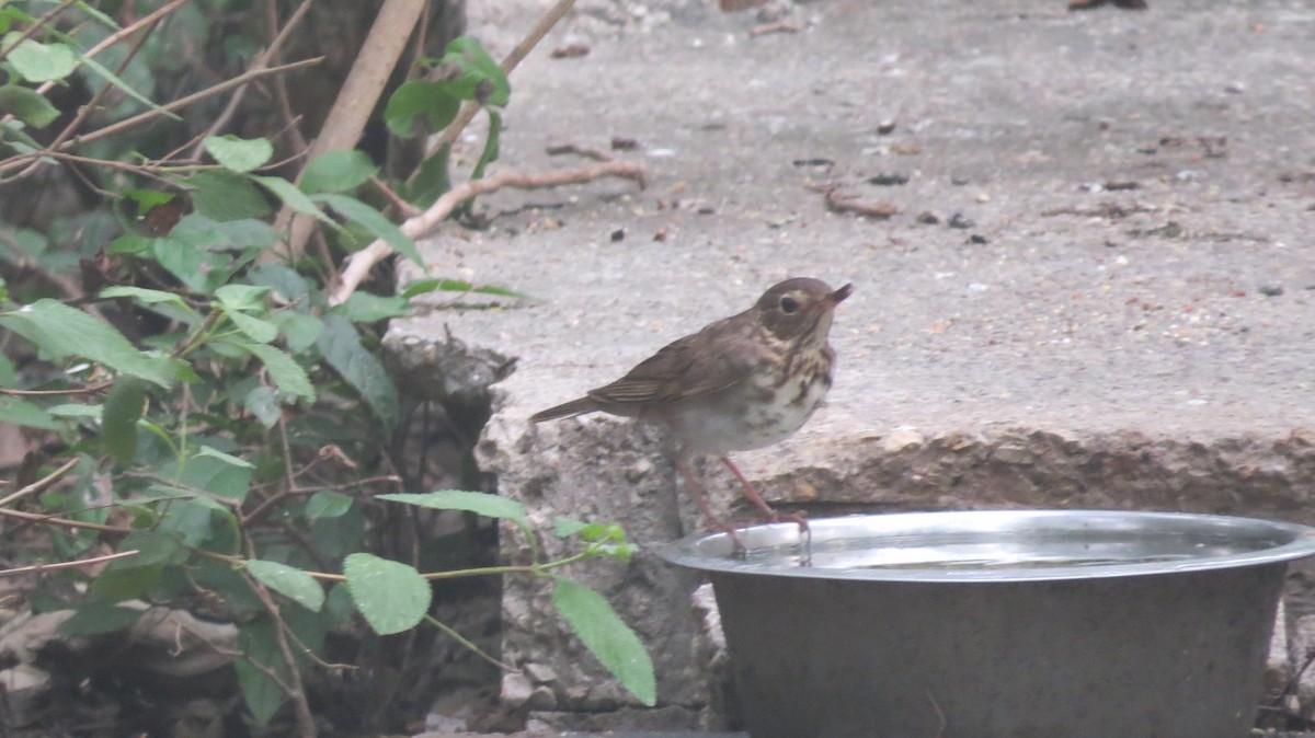 Swainson's Thrush - ML618373508