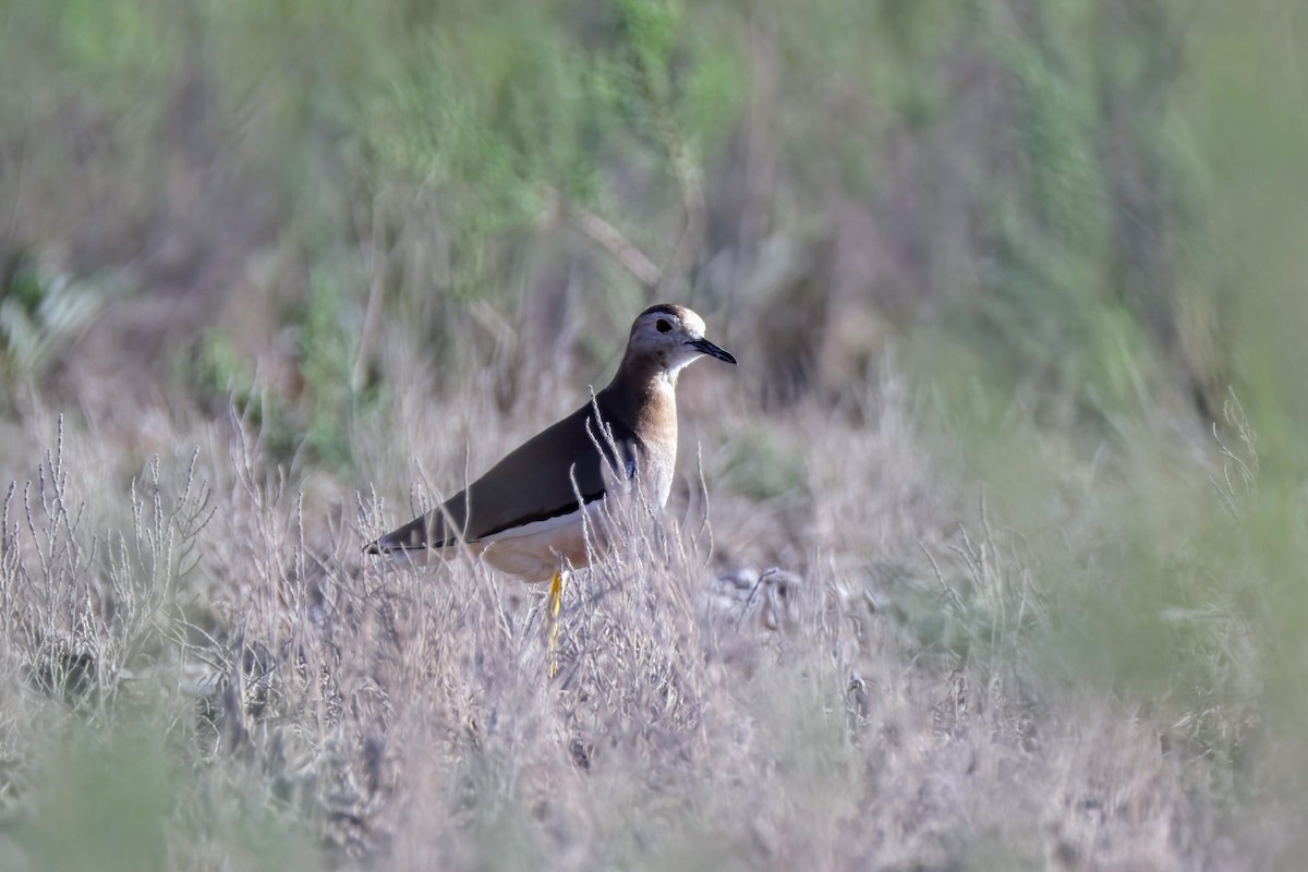 White-tailed Lapwing - ML618373526