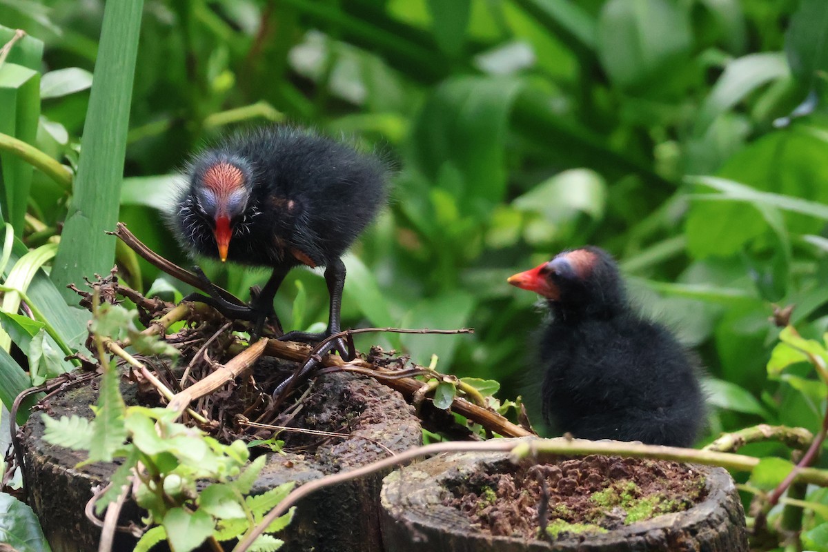 Eurasian Moorhen - Eric Cameron