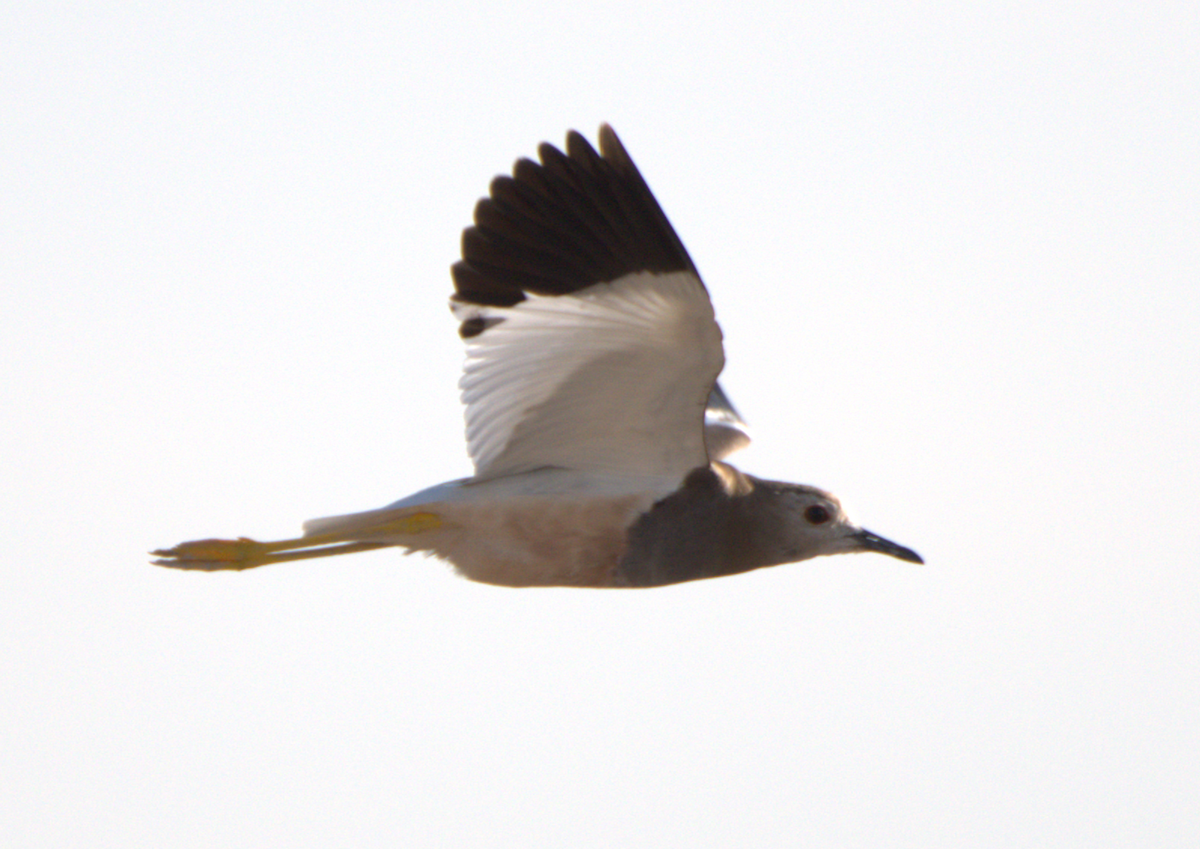 White-tailed Lapwing - ML618373547