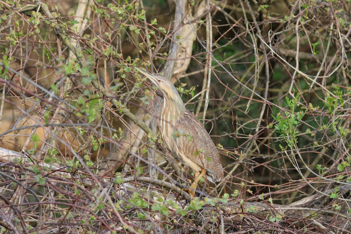 American Bittern - ML618373566
