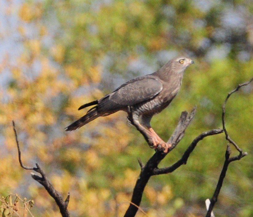 African Goshawk - ML618373568