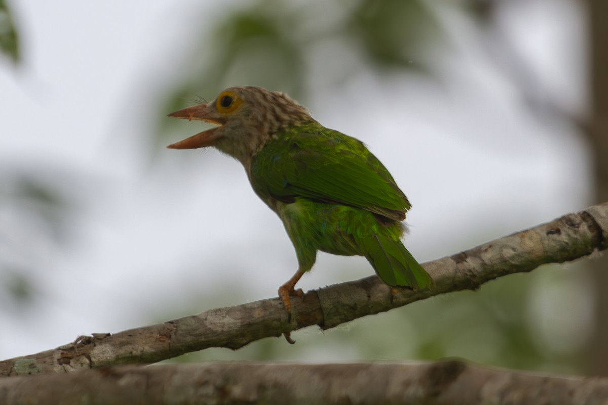 Kırçıllı Barbet - ML618373584