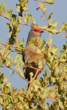 Red-faced Mousebird - ML618373590