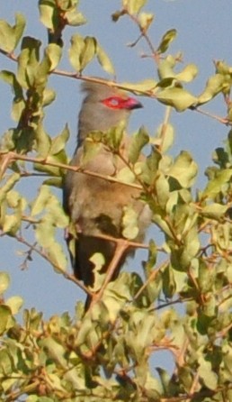 Red-faced Mousebird - ML618373591