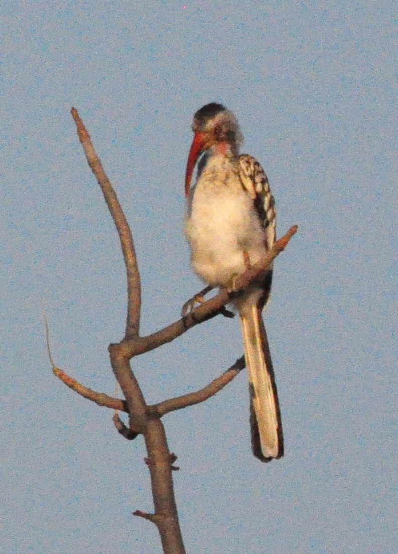 Southern Red-billed Hornbill - Anonymous