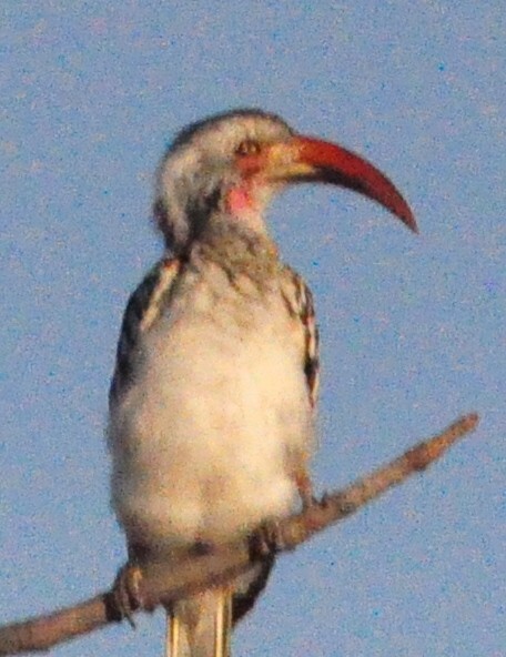 Southern Red-billed Hornbill - ML618373605