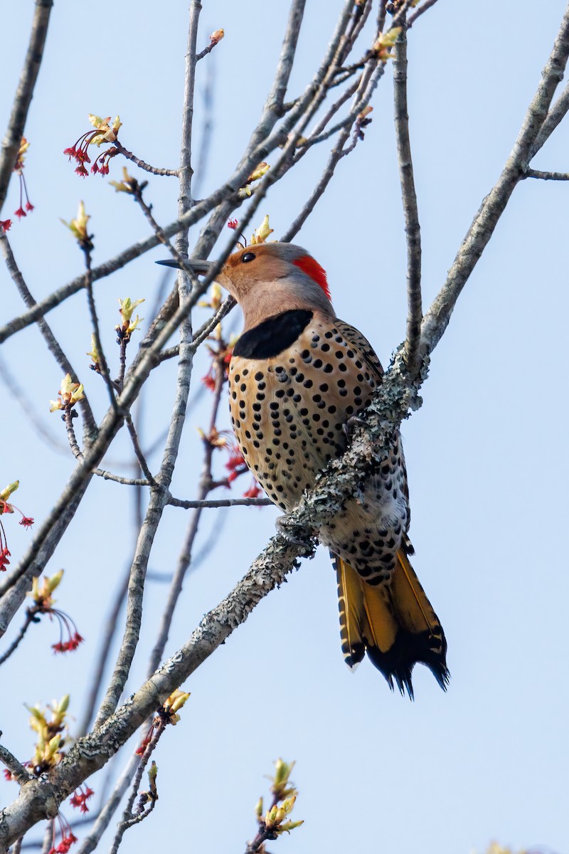 Northern Flicker - Toby Sackton