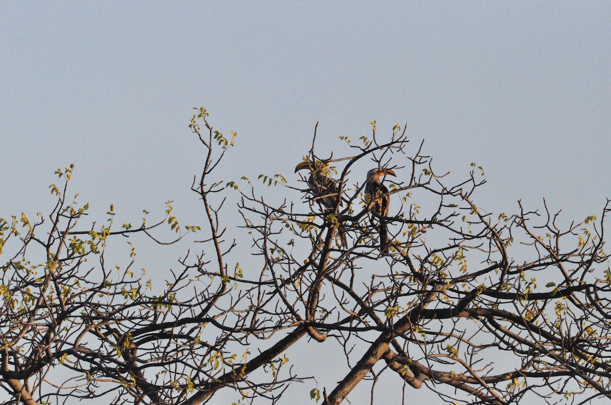 Southern Yellow-billed Hornbill - Anonymous