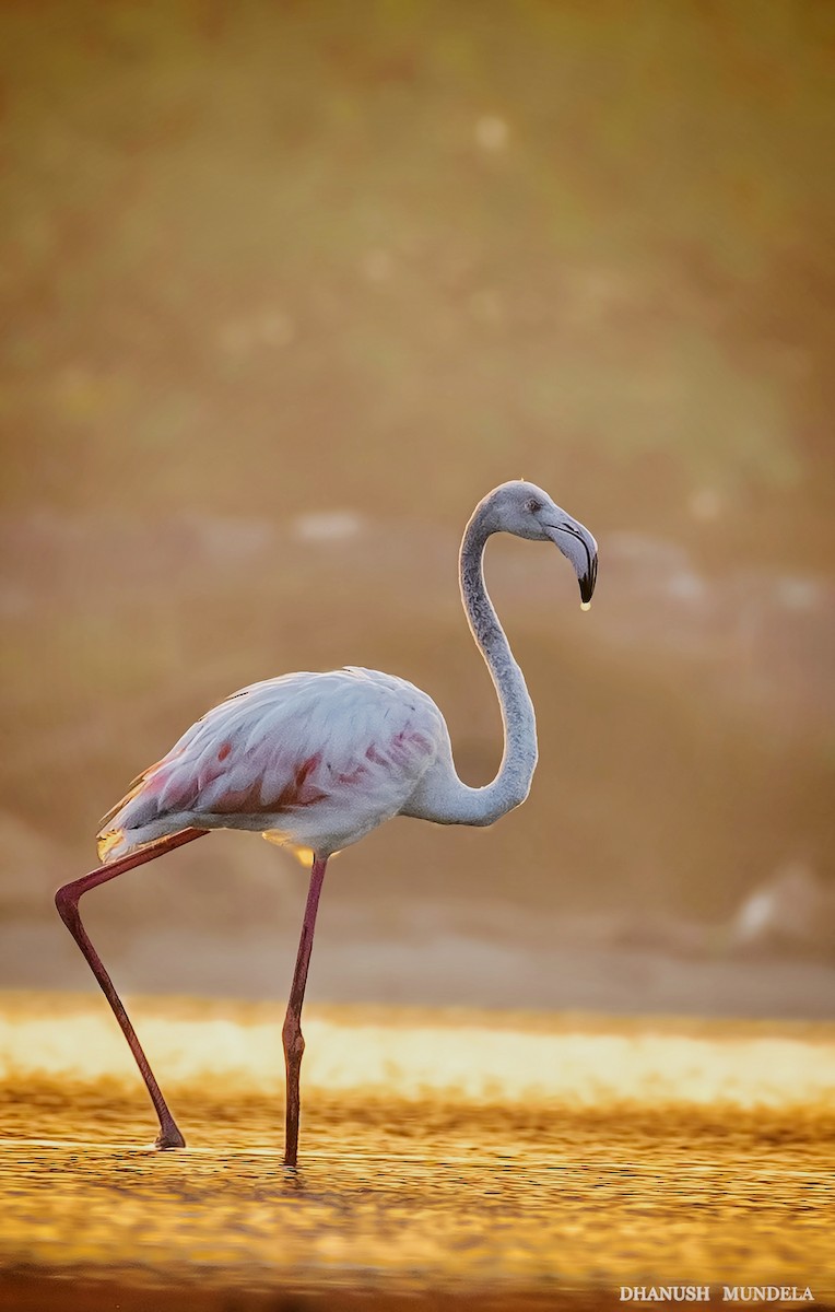 Greater Flamingo - ML618373622