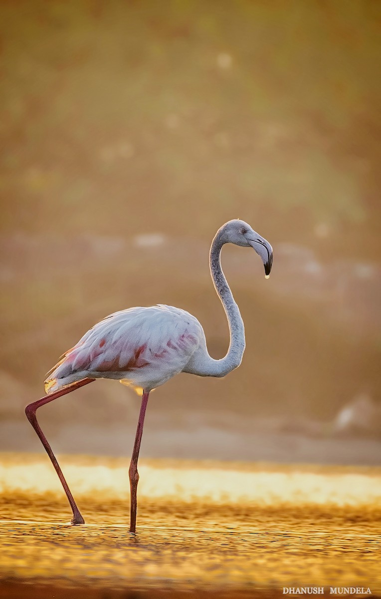 Flamant rose - ML618373622