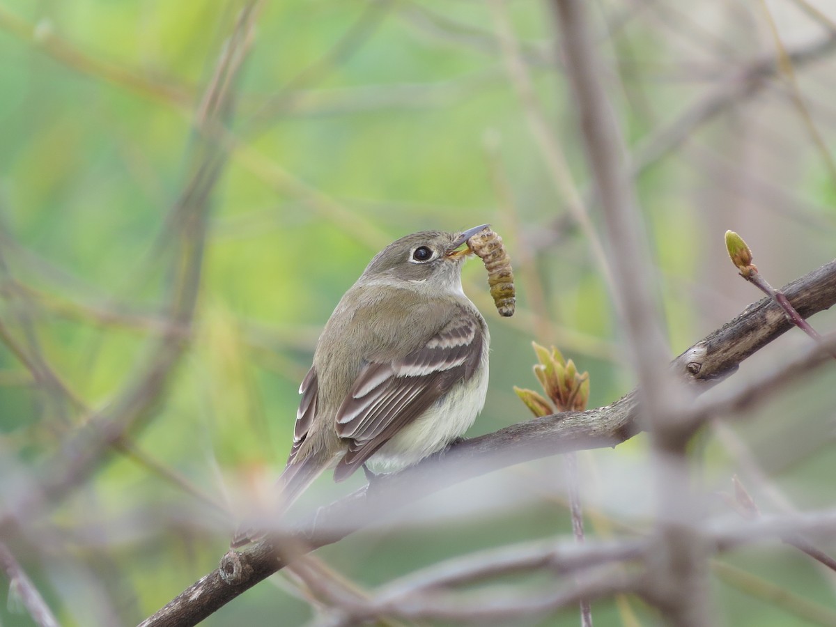 Least Flycatcher - Jacqueline Vigilanti