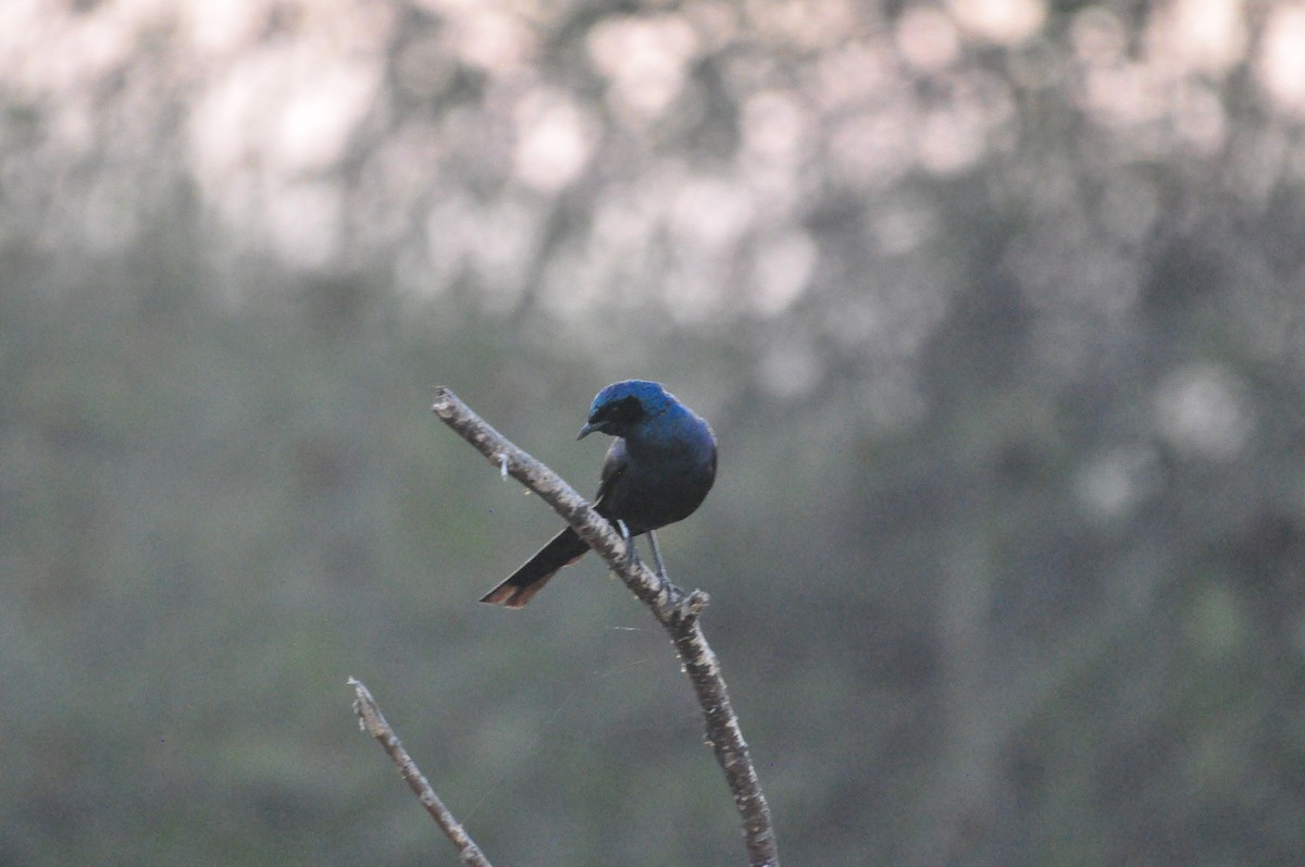 Meves's Starling - ML618373640