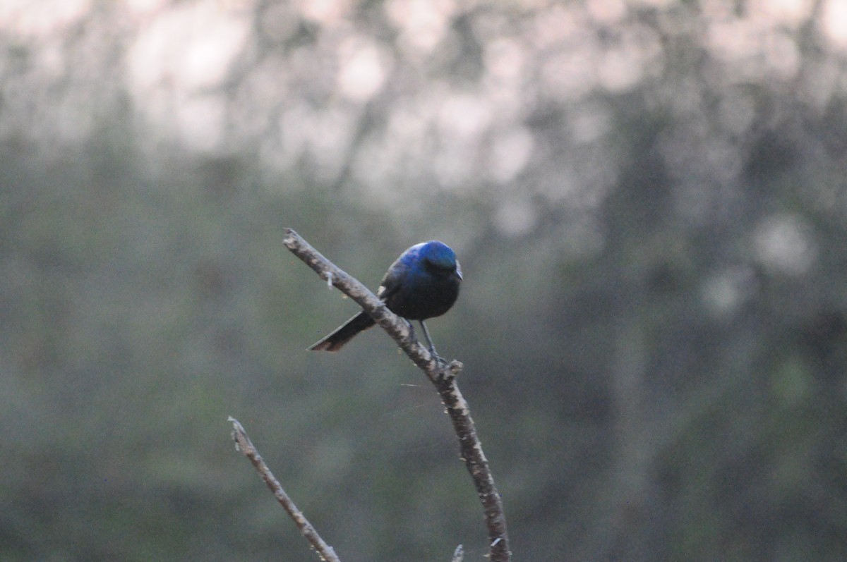 Meves's Starling - Anonymous