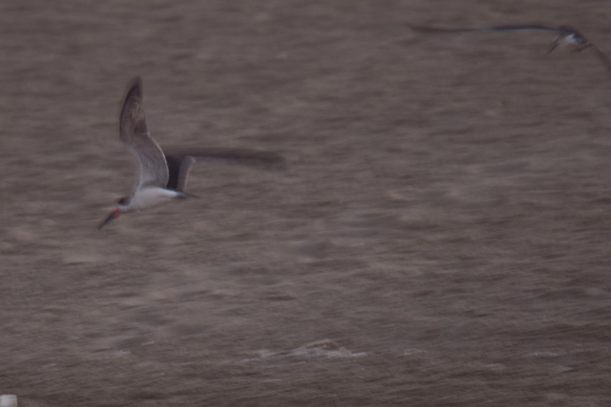 Black Skimmer - ML618373642