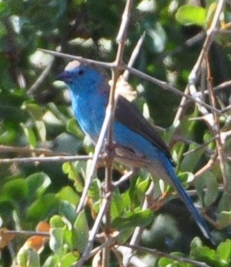 Southern Cordonbleu - ML618373667