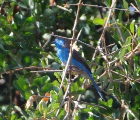 Southern Cordonbleu - ML618373668