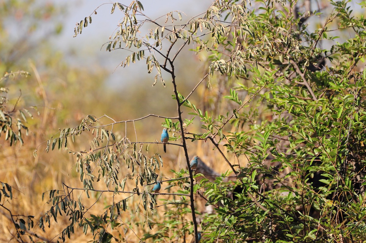 Southern Cordonbleu - ML618373674