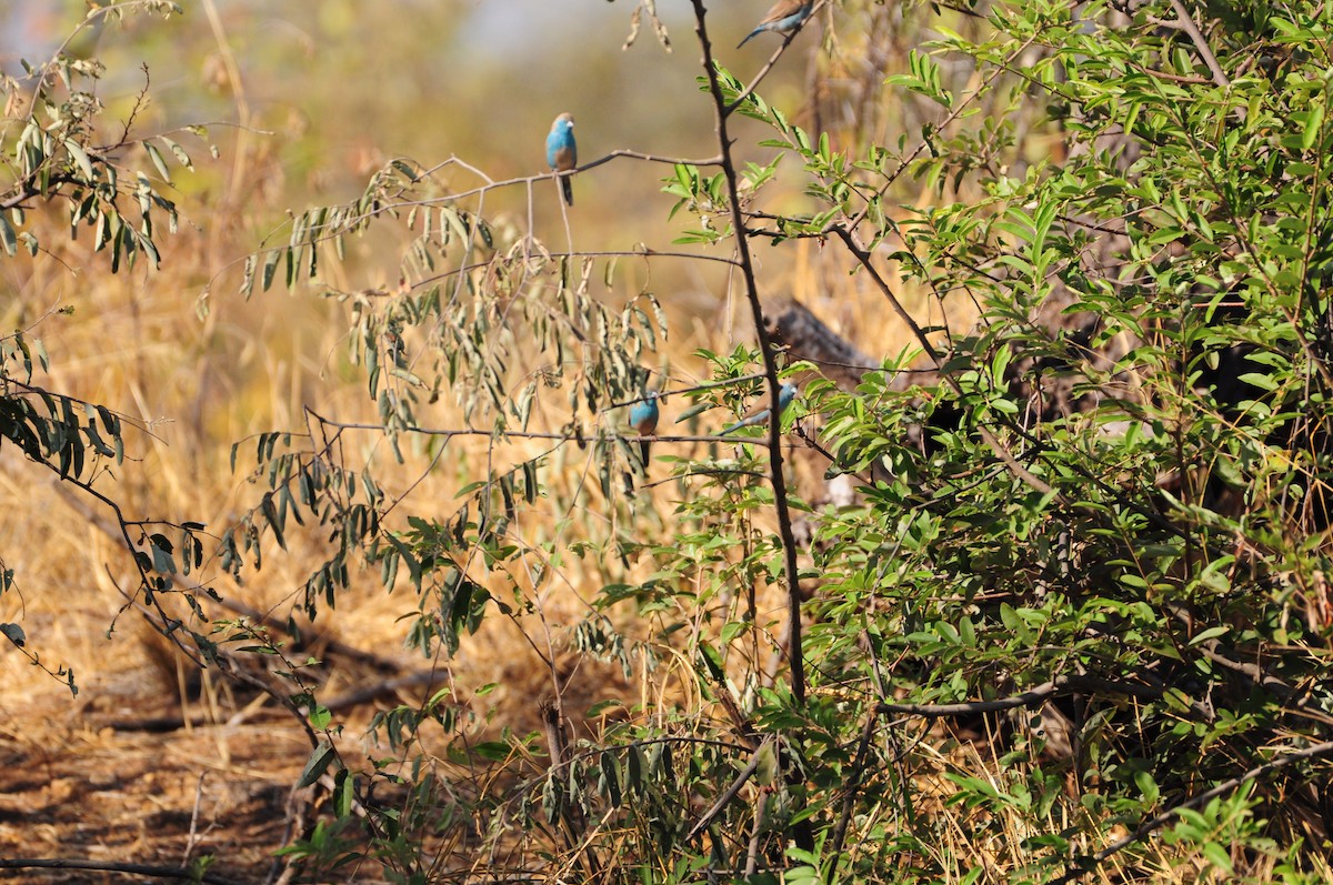 Southern Cordonbleu - ML618373677