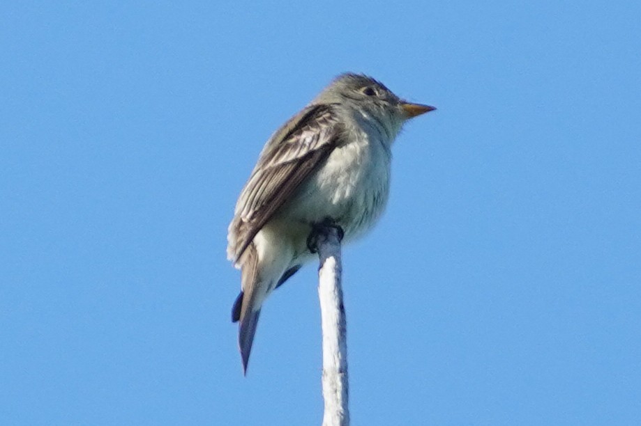 Eastern Wood-Pewee - Emily Hjalmarson