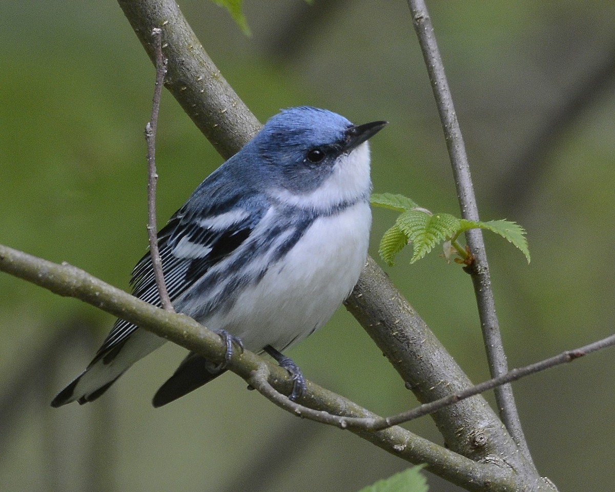 Cerulean Warbler - ML618373704