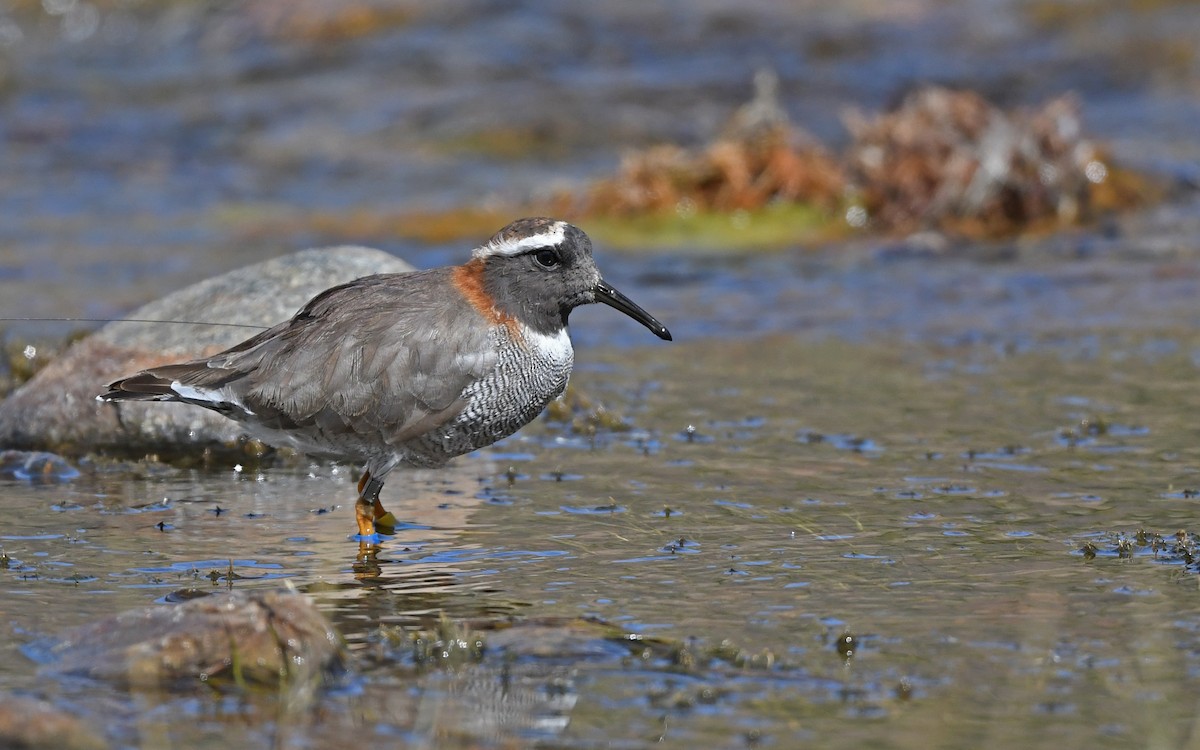 Diademed Sandpiper-Plover - ML618373711