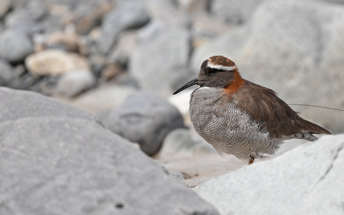 Diademed Sandpiper-Plover - Christoph Moning