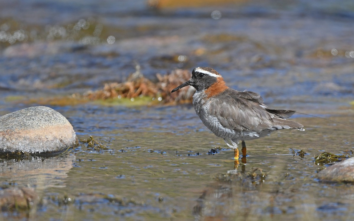 Diademed Sandpiper-Plover - ML618373722