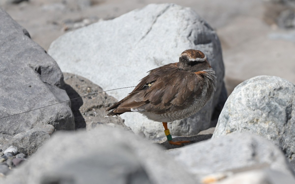 Diademed Sandpiper-Plover - ML618373724