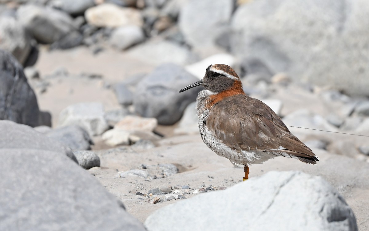 Diademed Sandpiper-Plover - ML618373725