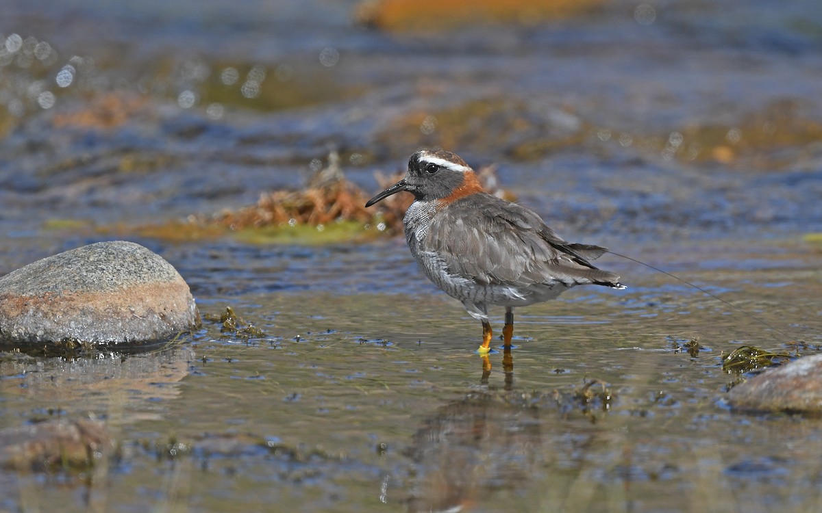 Diademed Sandpiper-Plover - ML618373726